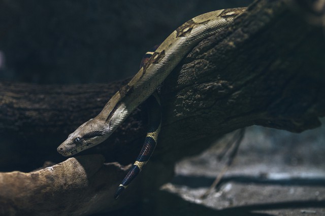 royal python meandering on wood