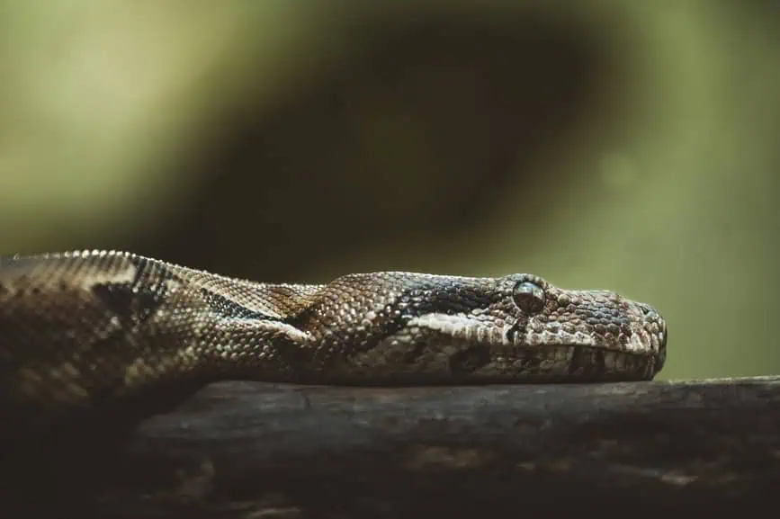 Top 6 Python Development Companies in Poland