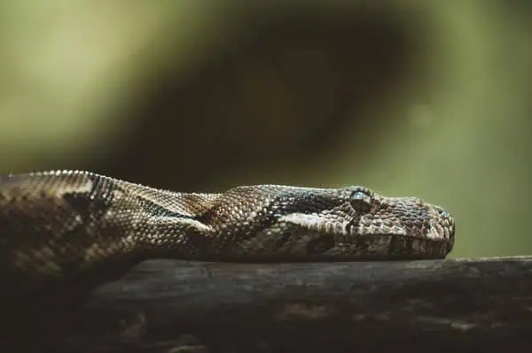 Programiści Python. Najlepsze software house’y w Polsce.