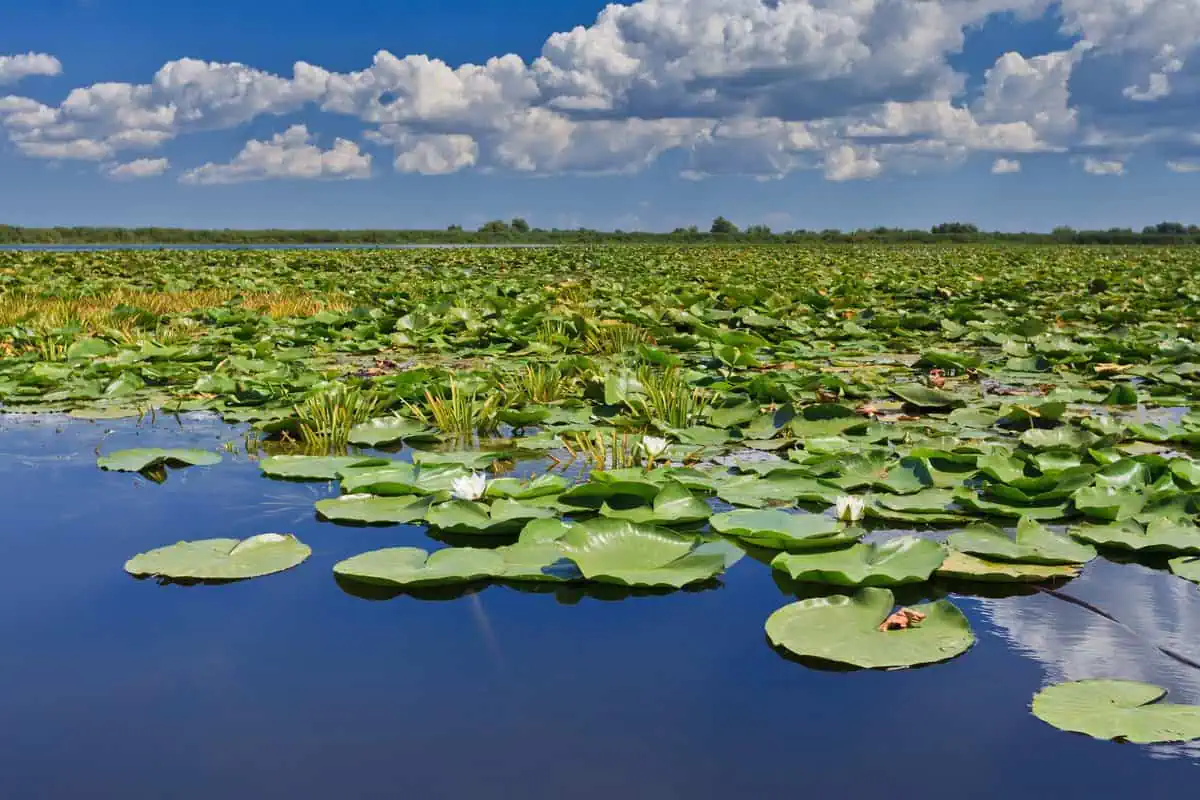 lake image