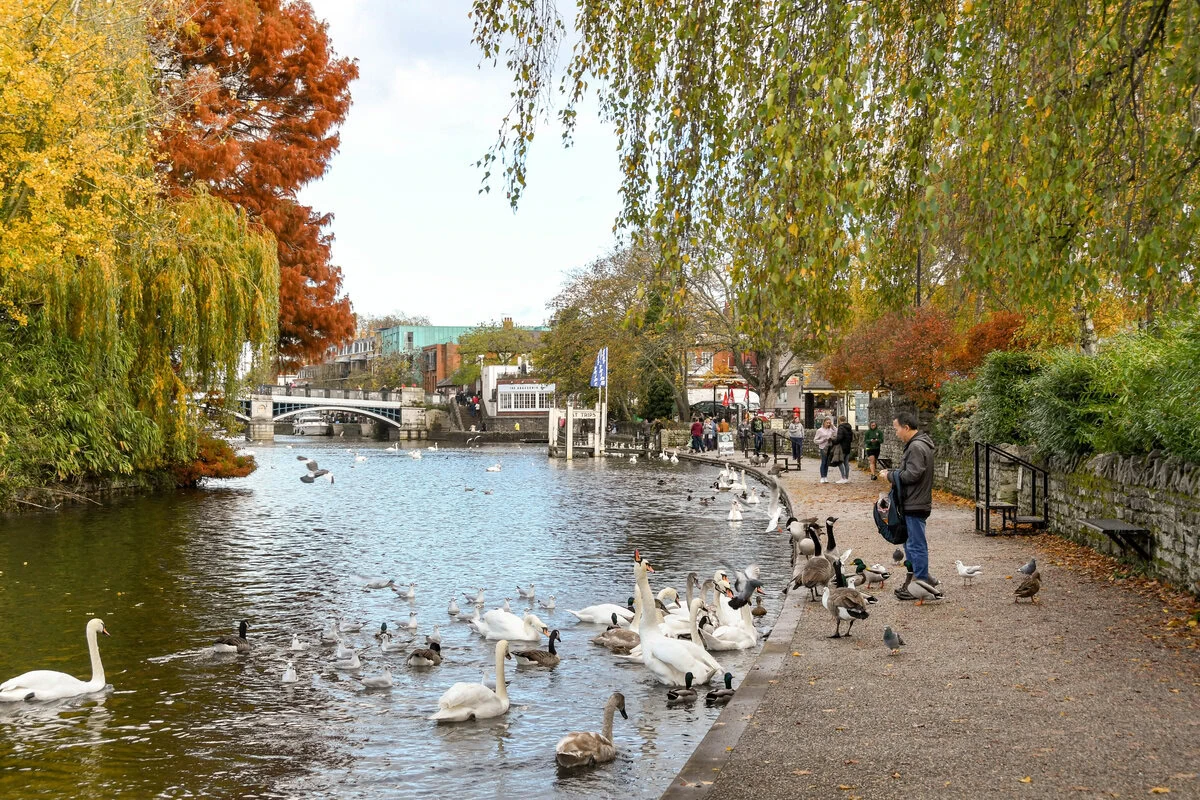 swans on the Thames